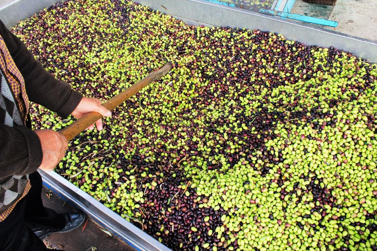 Close-up of freshly harvested Kalamata olives during a hands-on farm experience