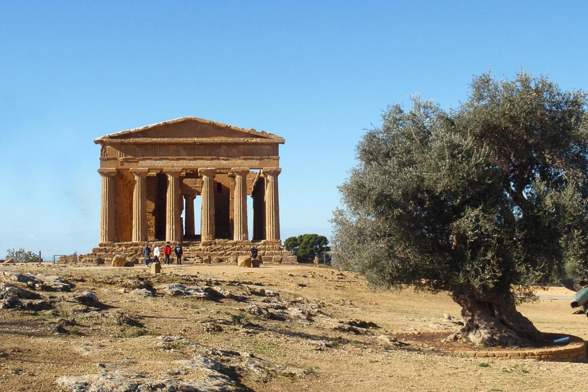 Ancient Greek temple surrounded by olive trees symbolizing heritage