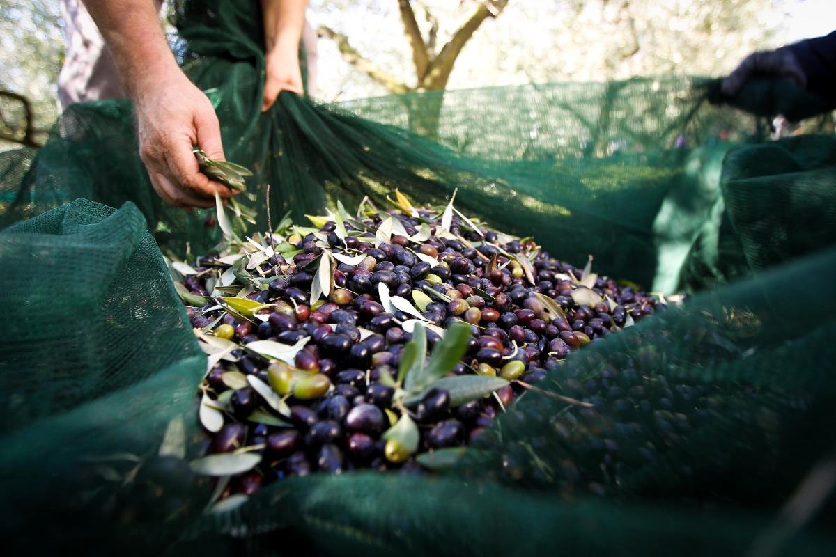 Freshly harvested Greek olives collected in Crete during autumn season