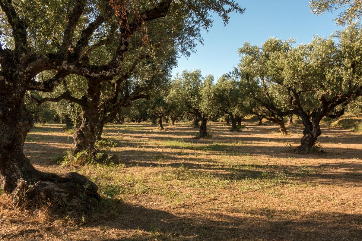 Sunlit olive grove in rural Greece representing traditional cultivation
