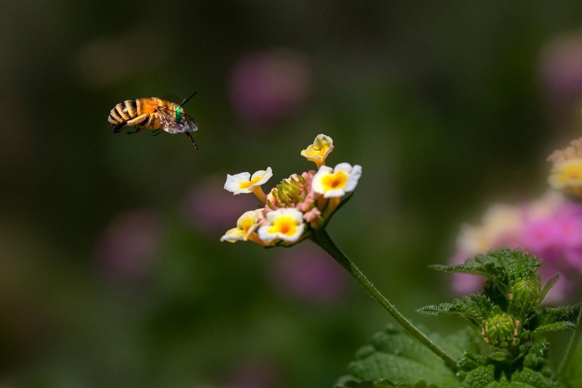 Bee hovering over wildflowers in a natural Greek field