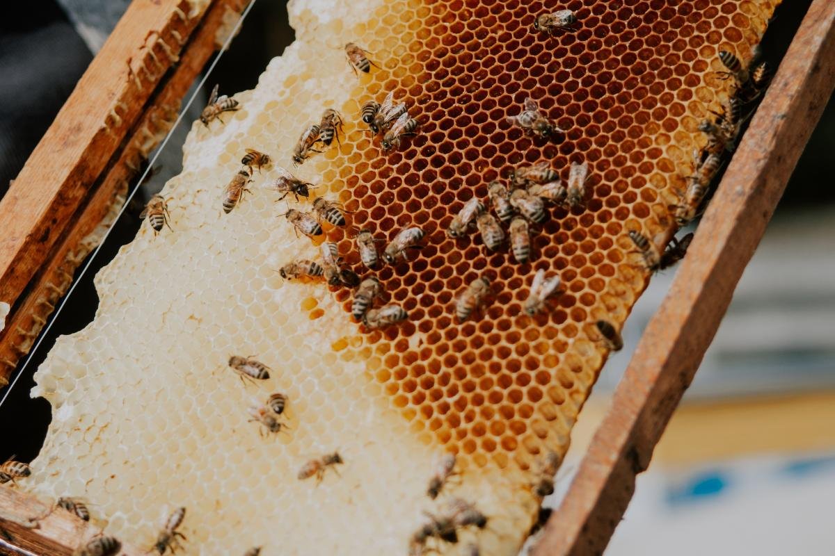 Detailed view of honeycomb with active bees during honey harvest