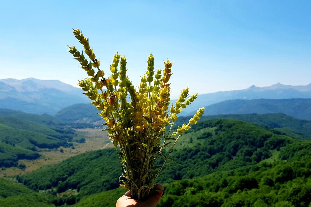 Hand holding freshly picked Sideritis on a mountain in Greece