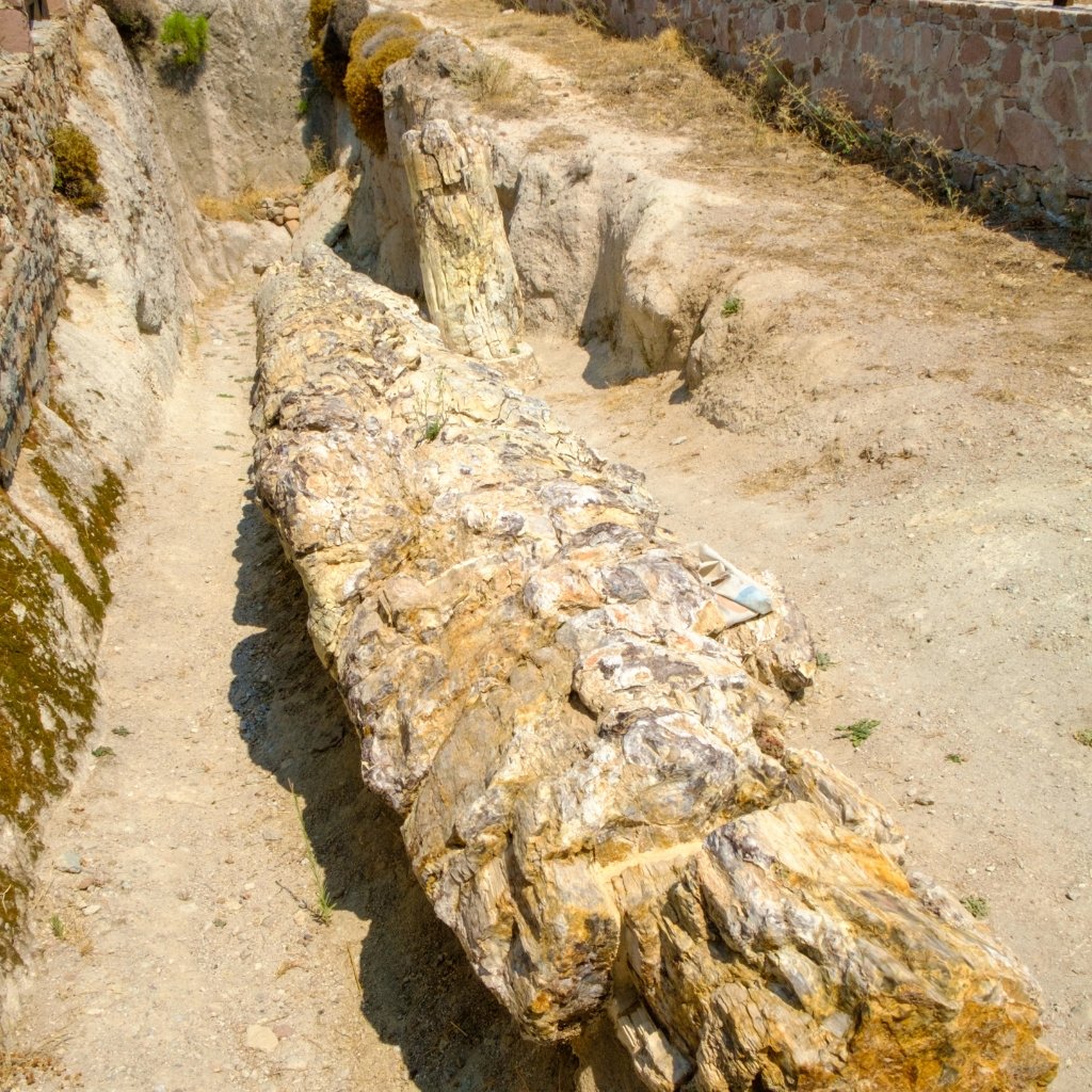 A long fossilized tree trunk lying in a trench in the Petrified Forest of Lesvos