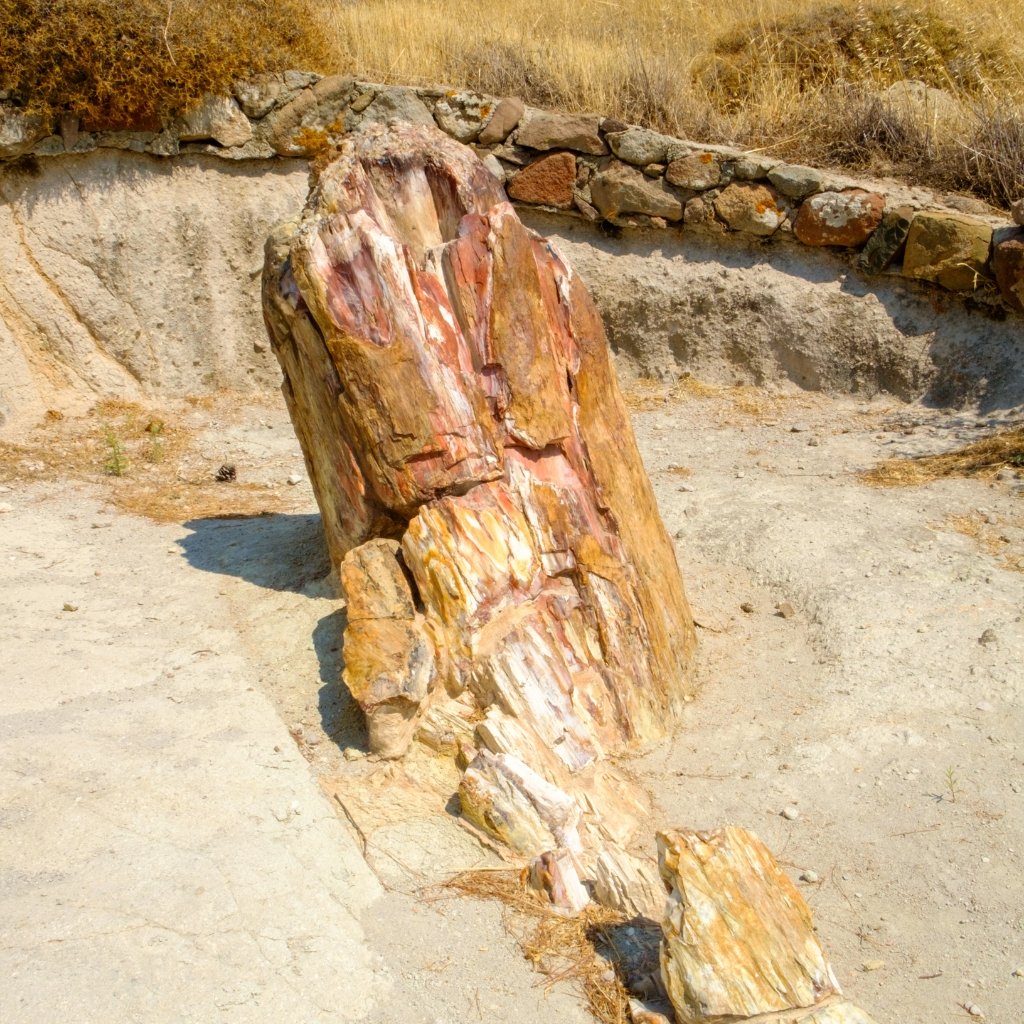 Vertical fossilized tree standing in place for millions of years in Lesvos
